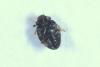 Stethorus pusillus
